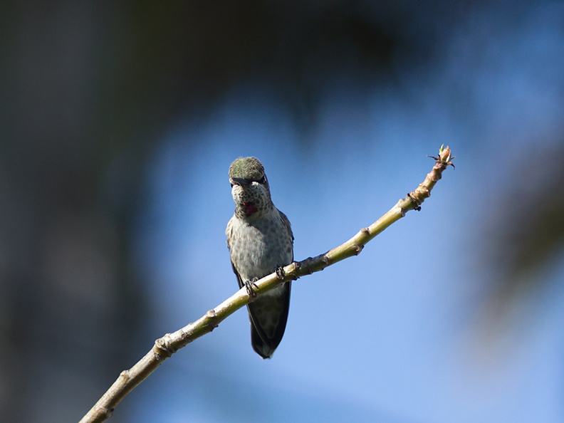 Annas-hummingbird-in-garden-2012-04-27-IMG_4708.jpg