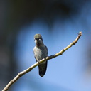 Annas-hummingbird-in-garden-2012-04-27-IMG 4708