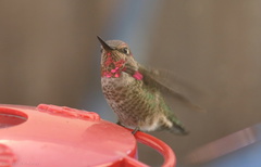 Annas-hummingbird-male-juv-closeup