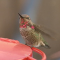 Annas-hummingbird-male-juv-closeup
