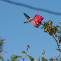 Annas-hummingbird-visiting-peace-rose-in-garden-2012-04-27-IMG 4712