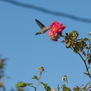 Annas-hummingbird-visiting-peace-rose-in-garden-2012-04-27-IMG 4712