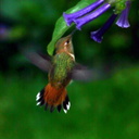 allens-hummingbird-late may2006-6-sm