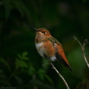 allens hummingbird strybing