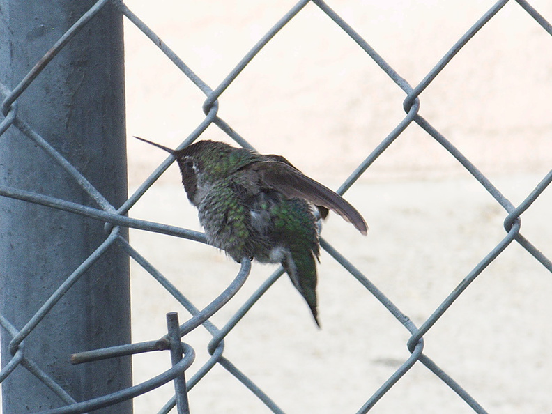 annas-hummingbird-male-scratching-head-2011-10-04-IMG_9804.jpg