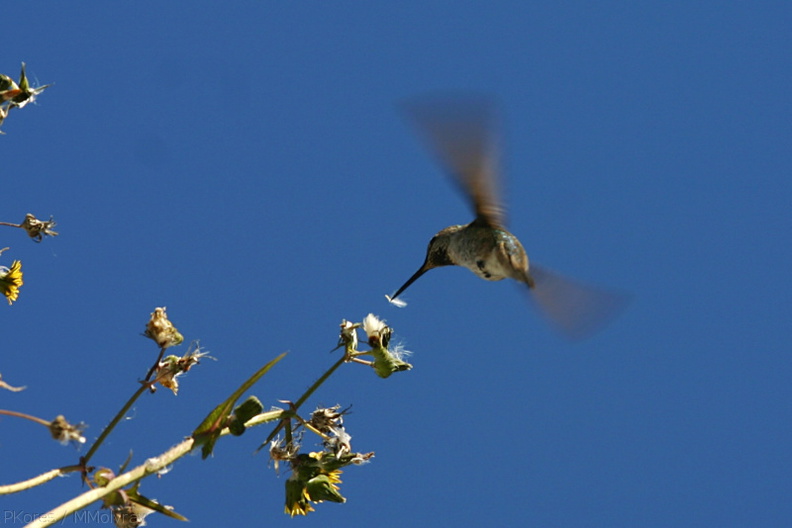 annas-hummingbird-sow-thistle-nest-material-2008-03-17-img_6470.jpg
