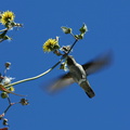 annas-hummingbird-sow-thistle-nest-material-2008-03-17-img 6471