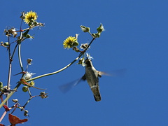 annas-hummingbird-sow-thistle-nest-material-2008-03-17-img 6472