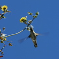 annas-hummingbird-sow-thistle-nest-material-2008-03-17-img 6472