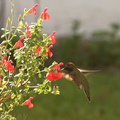 hummingbird-anna s-male-at-sage-8