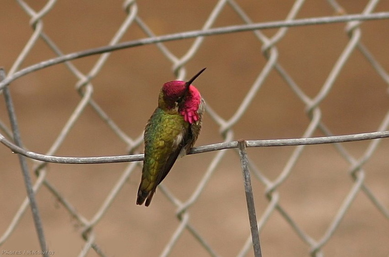 hummingbird-anna_s-male-preening-fence-4.jpg