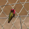 hummingbird-anna s-male-preening-fence-4