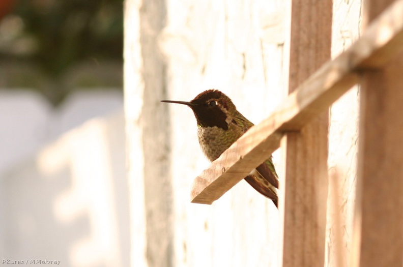 hummingbird-annas-male-resting-after-sage-1.jpg