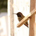hummingbird-annas-male-resting-after-sage-1