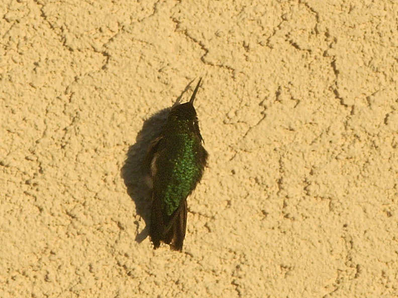hummingbird-basking-on-house-wall-2011-01-22-IMG_6932.jpg