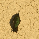 hummingbird-basking-on-house-wall-2011-01-22-IMG 6932
