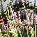 hummingbird-lavender-4