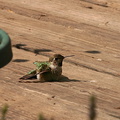 hummingbird-on-deck-5