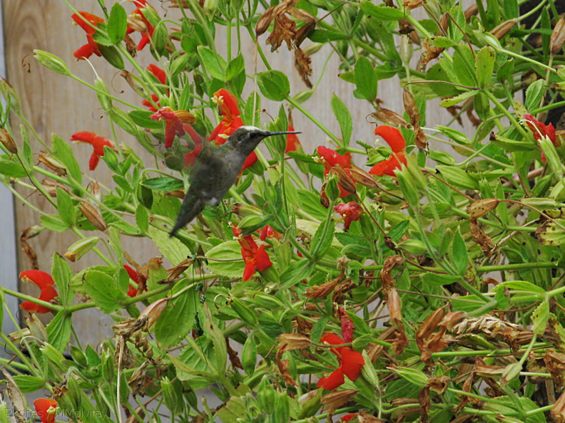 hummingbird-on-mimulus-cardinalis-2008-07-13-IMG_0221.jpg