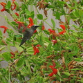 hummingbird-on-mimulus-cardinalis-2008-07-13-IMG 0221