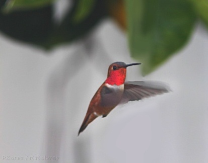 hummingbird-rufous-male-at-feeder