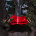 hummingbirds-at-feeder-2014-03-24-IMG 9931