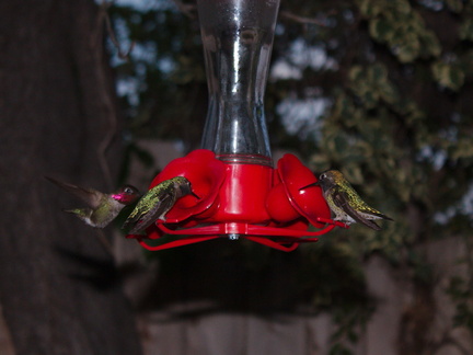 hummingbirds-at-feeder-2014-03-24-IMG 9931