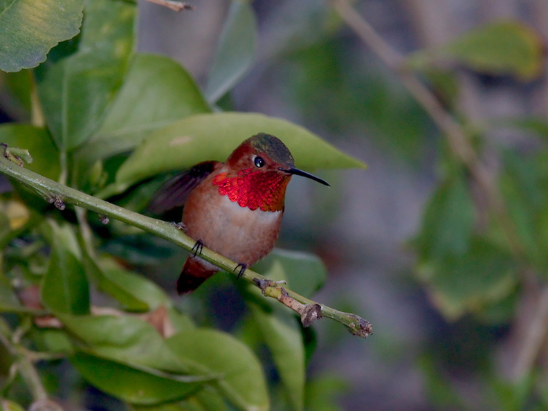 rufous-male-hummingbird-in-grapefruit-tree-2014-03-27-IMG 9970