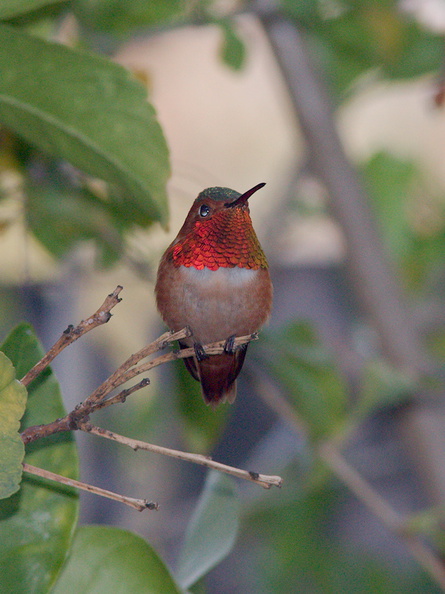 rufous-male-hummingbird-in-grapefruit-tree-2014-03-27-IMG 9985