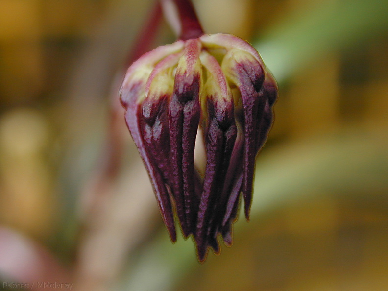 Bulbophyllum-auratum-buds-Leiden-BotGard.jpg