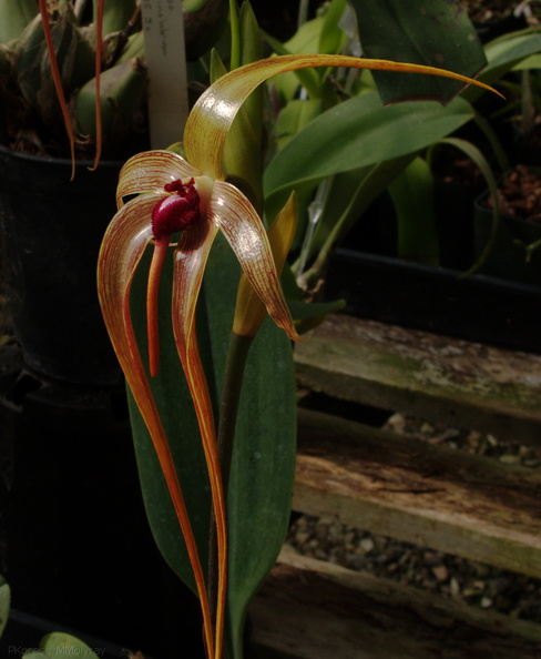 Bulbophyllum-echinolabium-SBOE-2009-03-22-IMG_2493.jpg