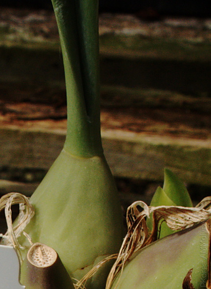 Bulbophyllum-echinolabium-vascular-pattern-SBOE-2009-03-22-IMG_2494.jpg