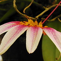 Bulbophyllum-lepidum-Leiden-BotGard