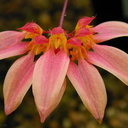 Bulbophyllum-sp-1a