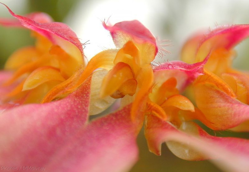 Bulbophyllum-sp-1b.jpg