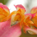 Bulbophyllum-sp-1b
