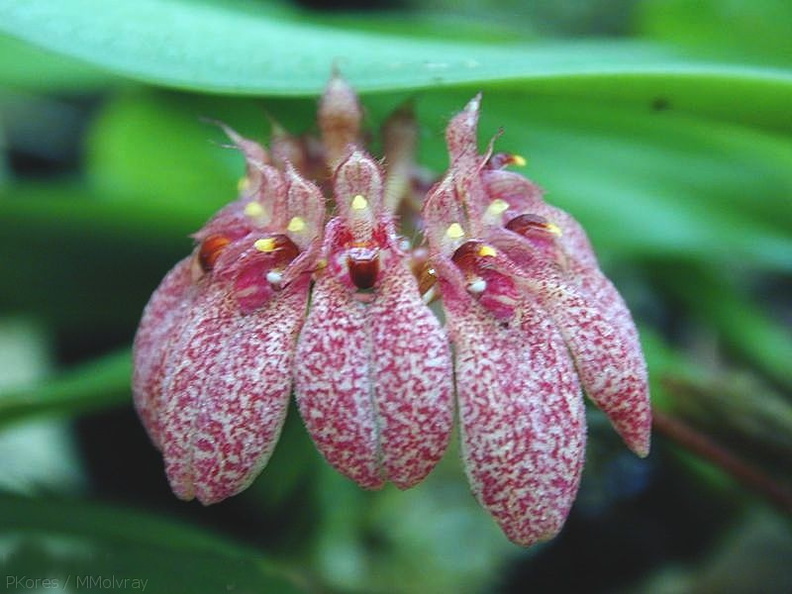Bulbophyllum-sp-Cirrhopetalum-3a.jpg