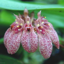 Bulbophyllum-sp-Cirrhopetalum-3a