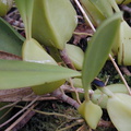 Bulbophyllum-sp-Gabon-1