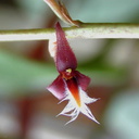 Bulbophyllum-sp-Gabon-4
