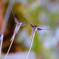 Bulbophyllum-sp-Polyblepharum-3