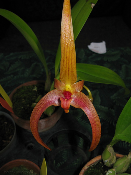 Bulbophyllum-sp-sbof-2008-07-12-img_0117.jpg