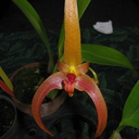Bulbophyllum-sp-sbof-2008-07-12-img 0117
