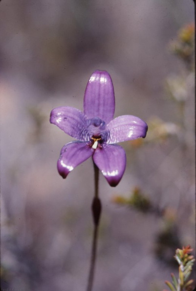 Elythranthera-brunonis-1