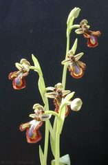 Ophrys-ciliata-3