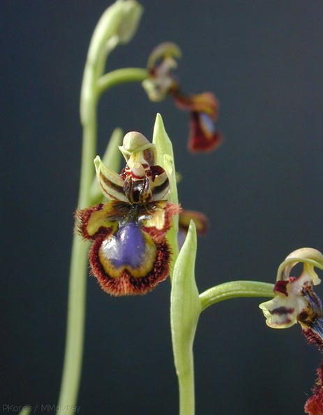 Ophrys-ciliata-4