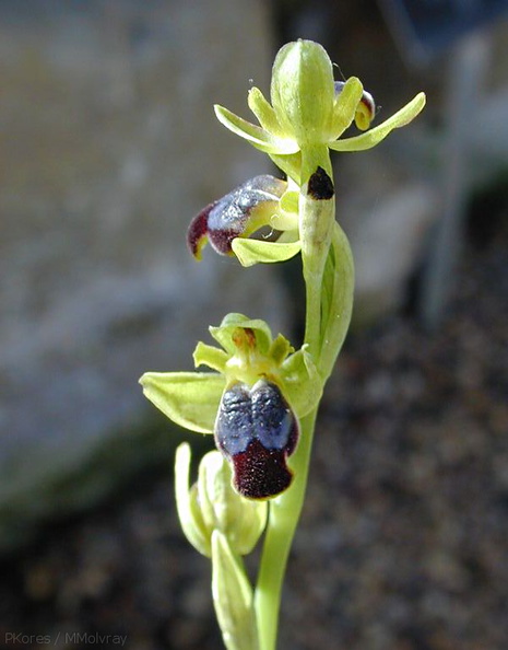 Ophrys-fusca.jpg