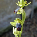 Ophrys-fusca