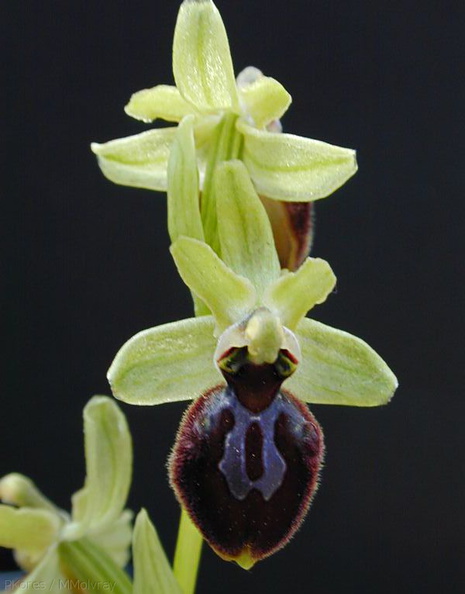 Ophrys-sphegodes.jpg