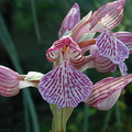 Orchis-papilionacea-2